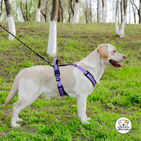 Eco Pet Supply Pet Open Knot and No Pull Dog Harness – Adjustable Chest Strap with Reflective Strips