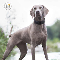 Eco Pet Supply Buckles Stylish Dog Collar