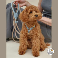 Eco Pet Supply Adjustable Customized Cowhide Dog Collar