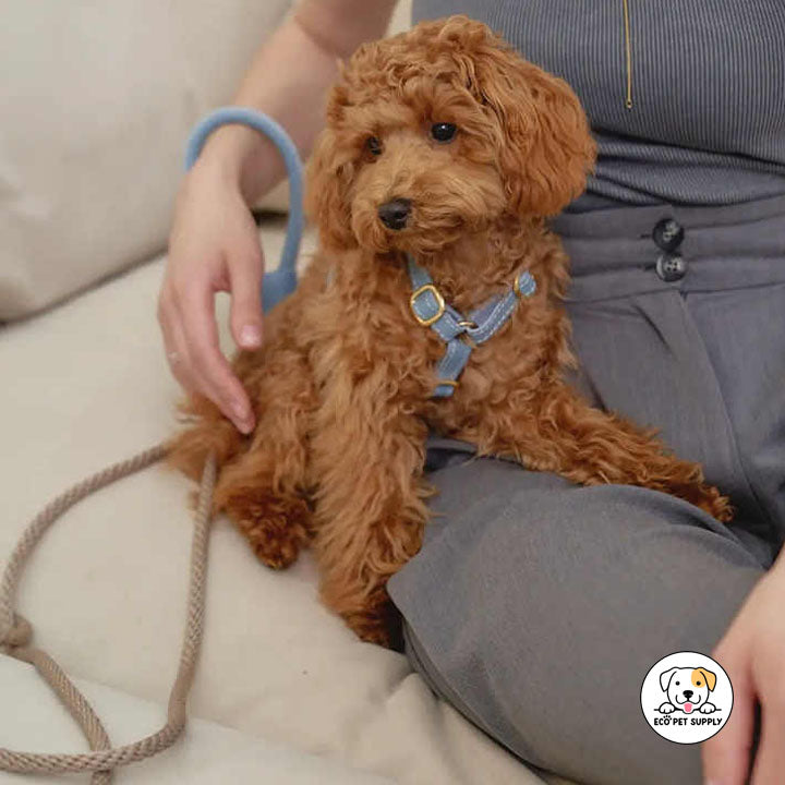 Eco Pet Supply Adjustable Customized Cowhide Dog Collar